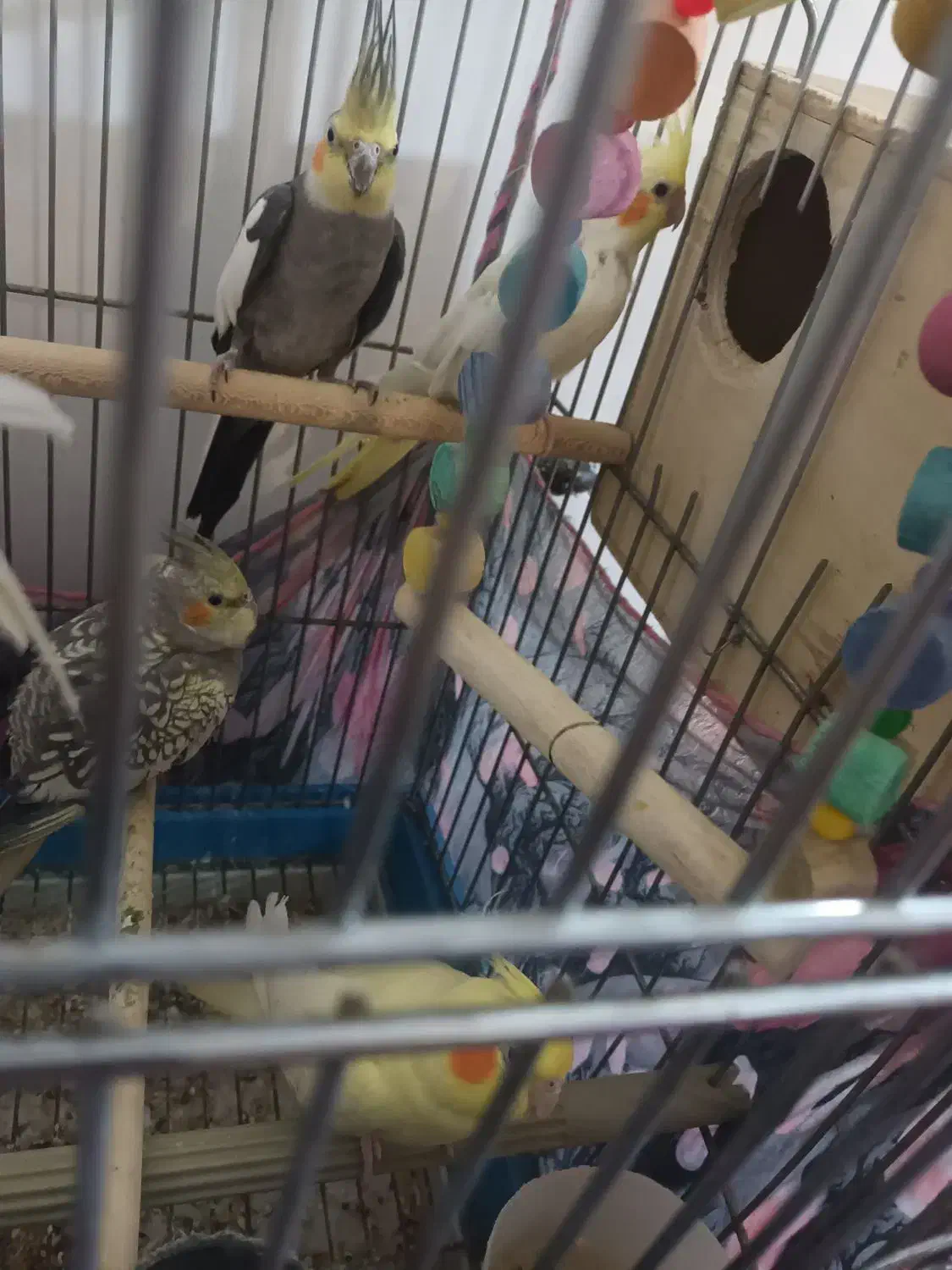 عروس هلندی|پرنده|بومهن, |دیوار