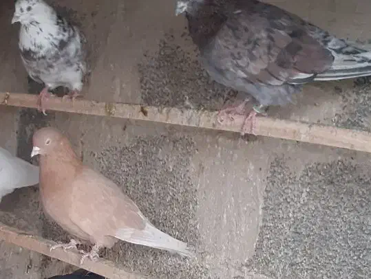 کفترزرد(فاروغ خان ف ن)|پرنده|تهران, امام زاده عبدالله|دیوار