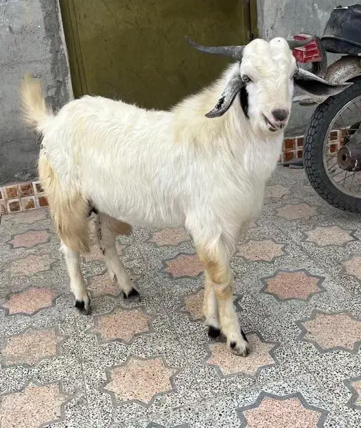 فروش دو عدد کهر نر سالم چاق|حیوانات مزرعه|بند زرک, |دیوار