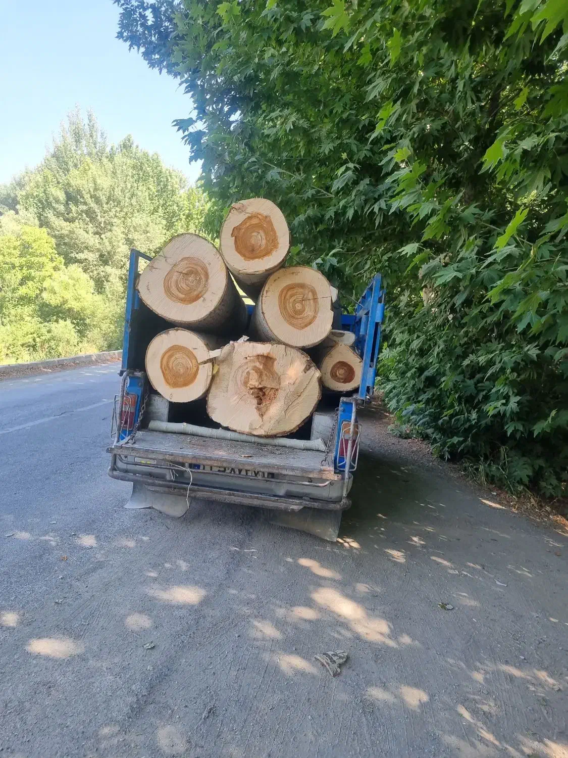 فروش چوب کبوده تحویل کارگاه|خدمات باغبانی و درختکاری|سامان, |دیوار