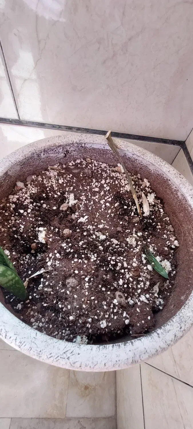 گلدان سفالی قطر ۳۰ ارتفاع ۴۳، دو عدد|گل و گیاه طبیعی|تهران, صد دستگاه|دیوار