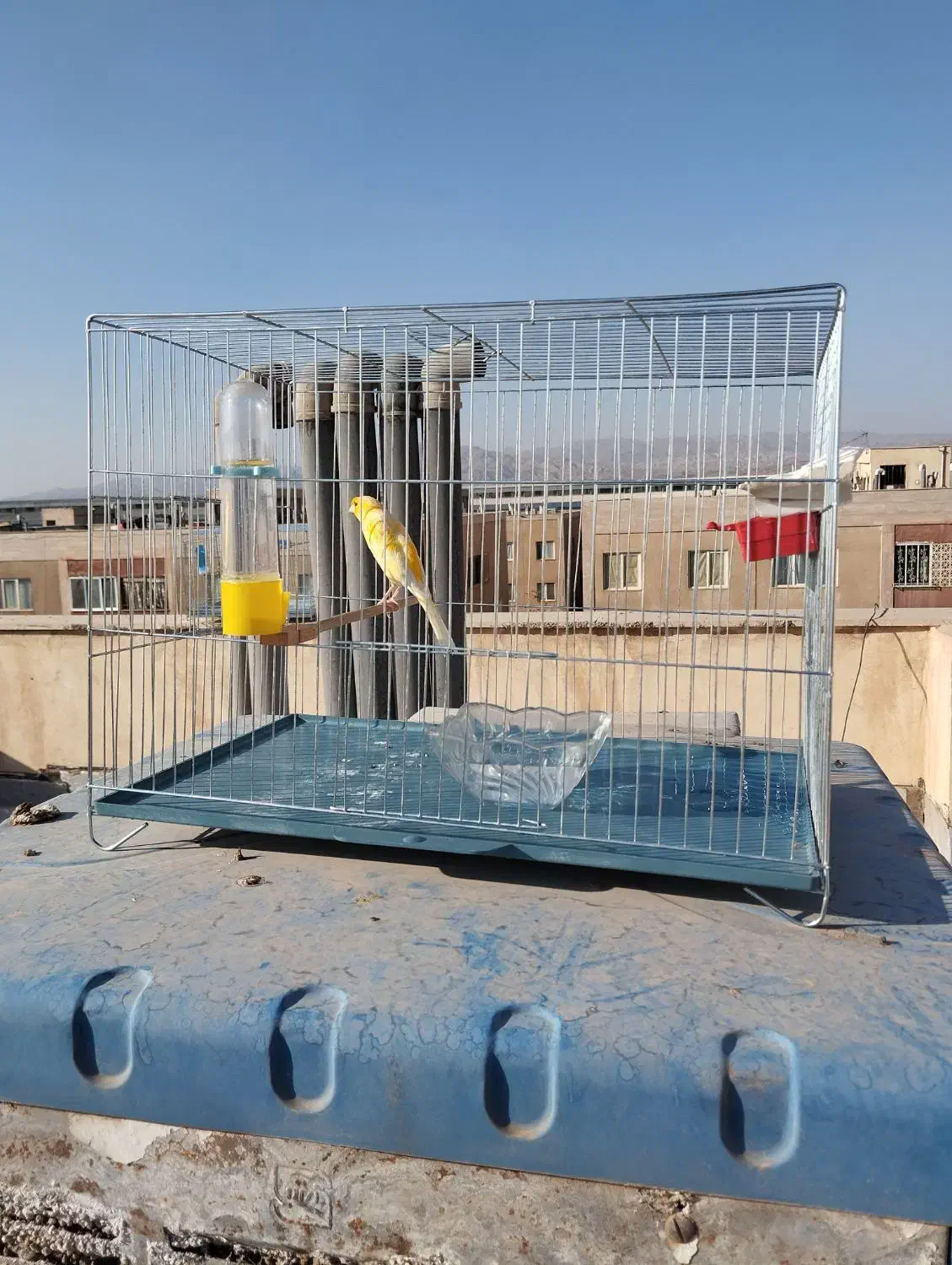 قناری نر قرص قرص|پرنده|پاکدشت, شهرک امام رضا|دیوار