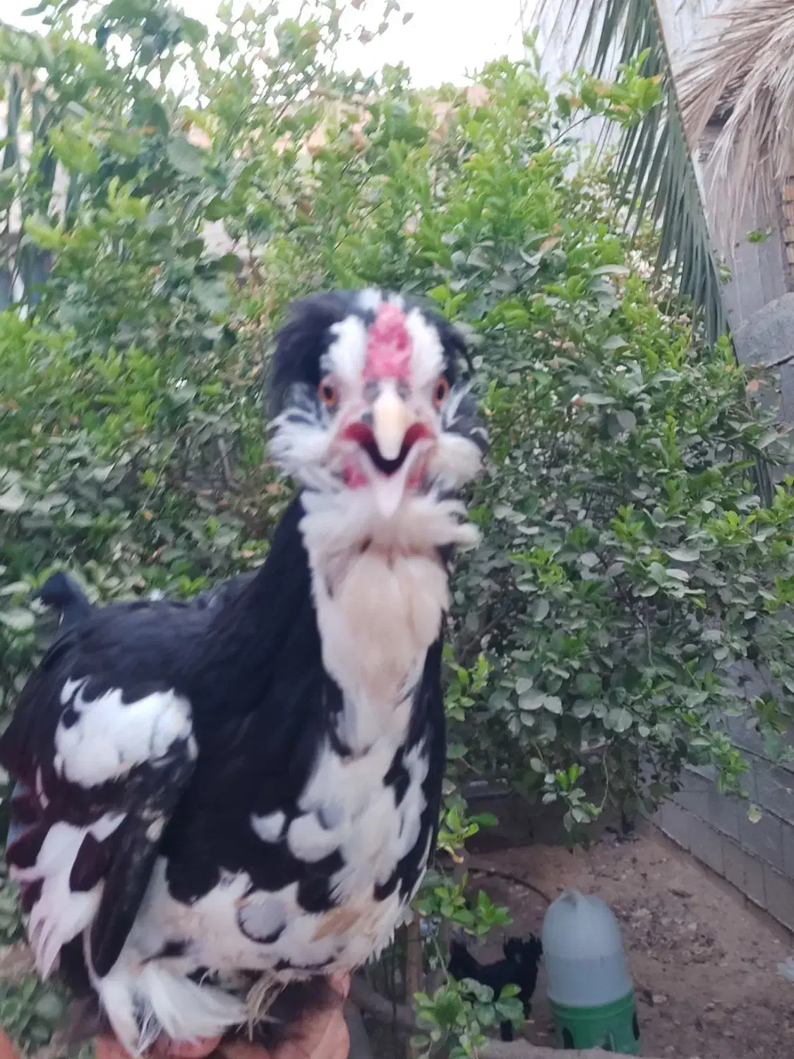 مرغ خروس گلین|حیوانات مزرعه|برازجان, |دیوار