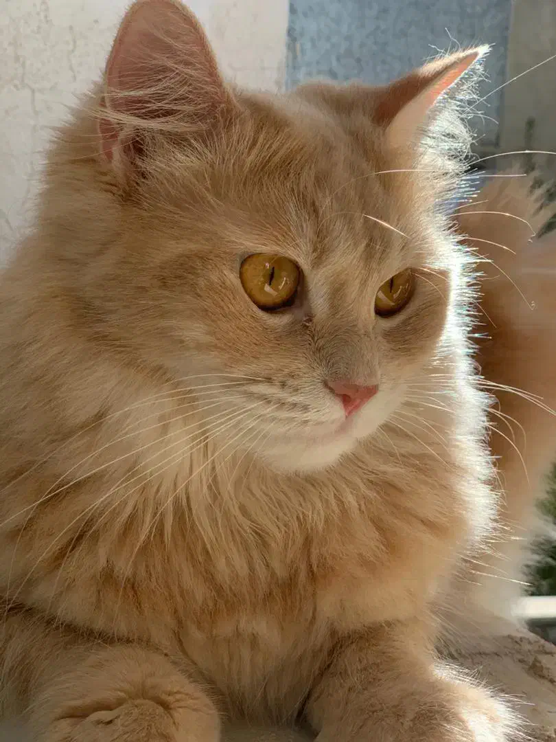 گربه ماده آماده جفت گیری|گربه|گرگان, |دیوار