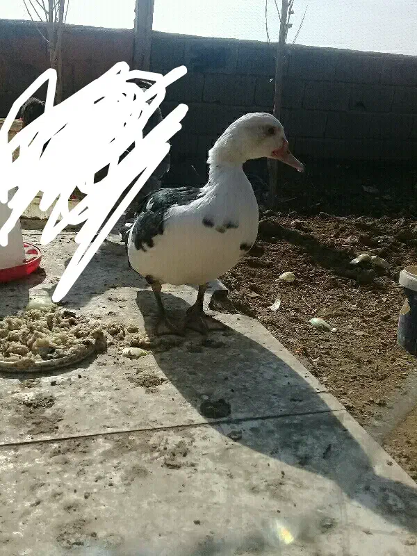 اردک اسراییلی|حیوانات مزرعه|ماهدشت, |دیوار