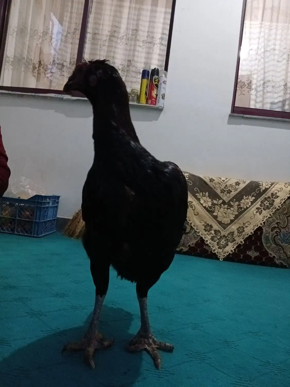 لاری مرغ یک عدد|حیوانات مزرعه|رشت, کوی امام رضا|دیوار