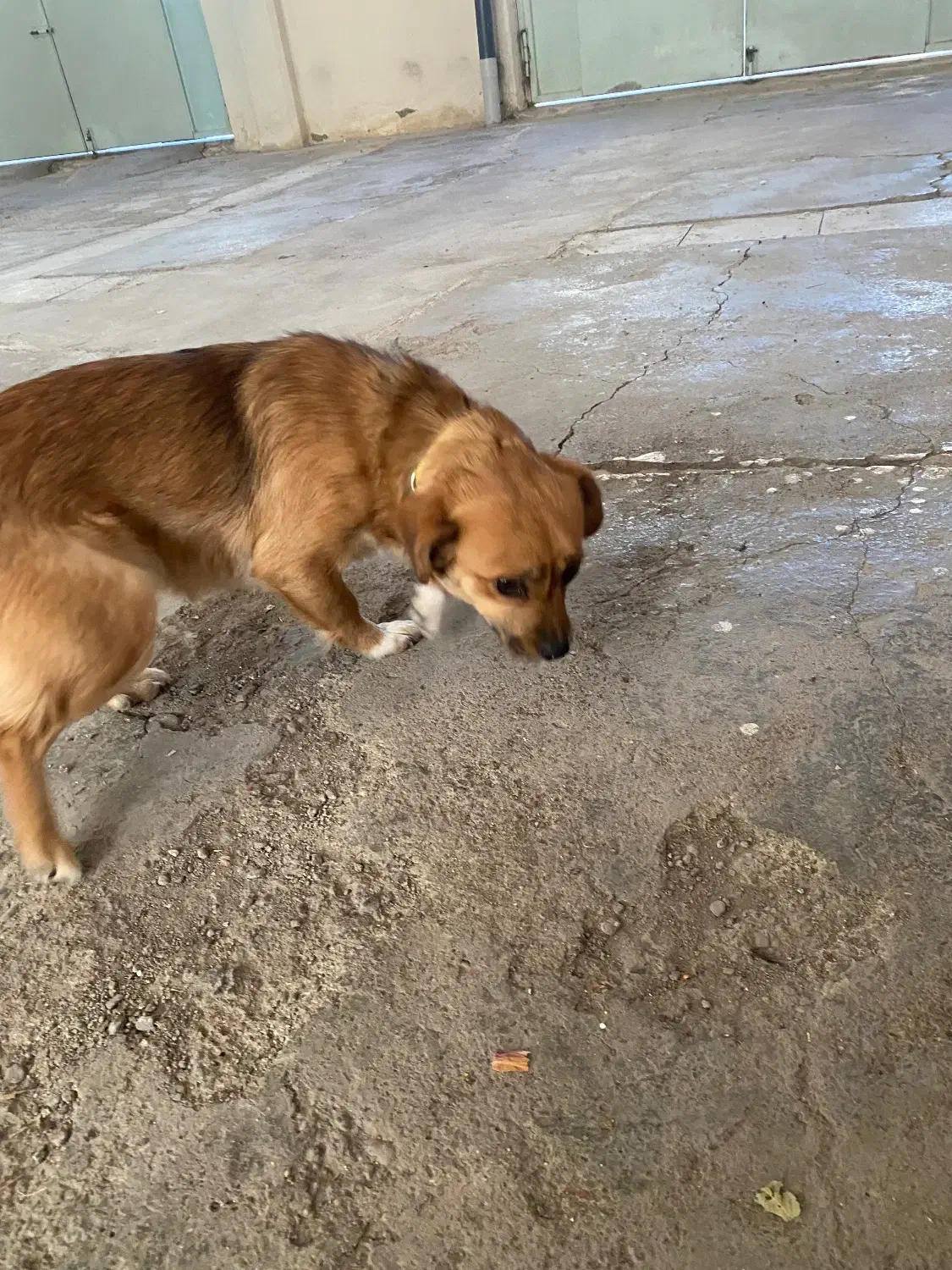 سک پاکوتاه ماده|سگ|اردبیل, |دیوار