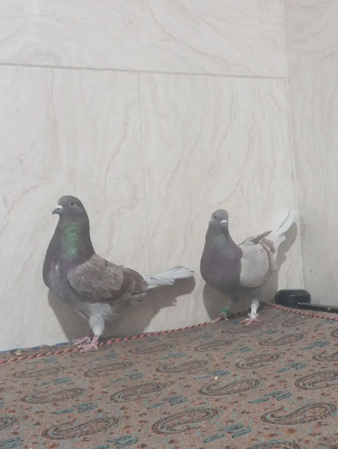 یک جفت کبوتر پرشی استثنایی|پرنده|اردکان, |دیوار