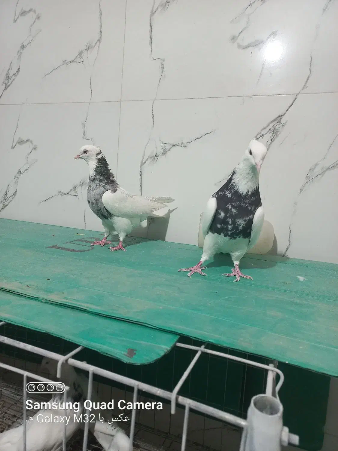 طوقی نروماده|پرنده|خمینی‌شهر, |دیوار