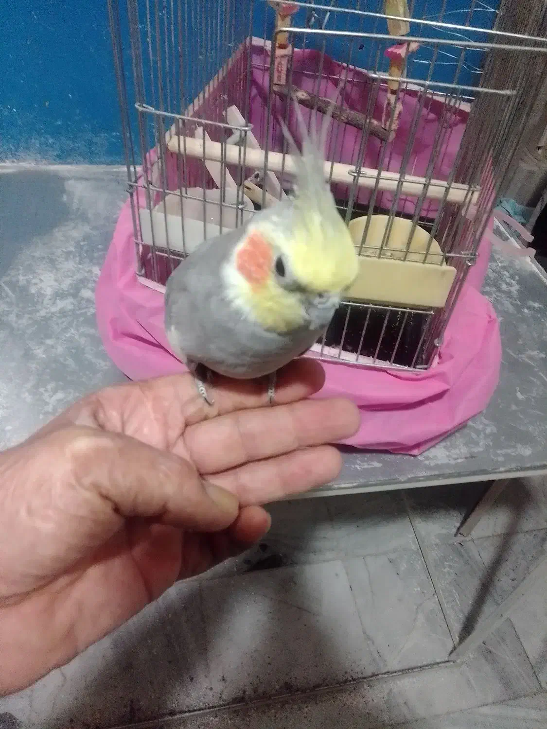 عروس هلندی|پرنده|مشکیندشت, |دیوار