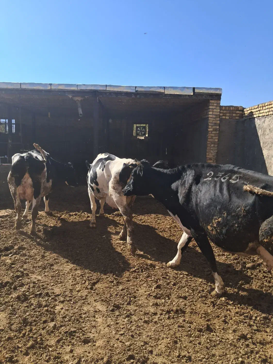 گاو هلشتاین درجه یک با گوساله|حیوانات مزرعه|قره چای, |دیوار