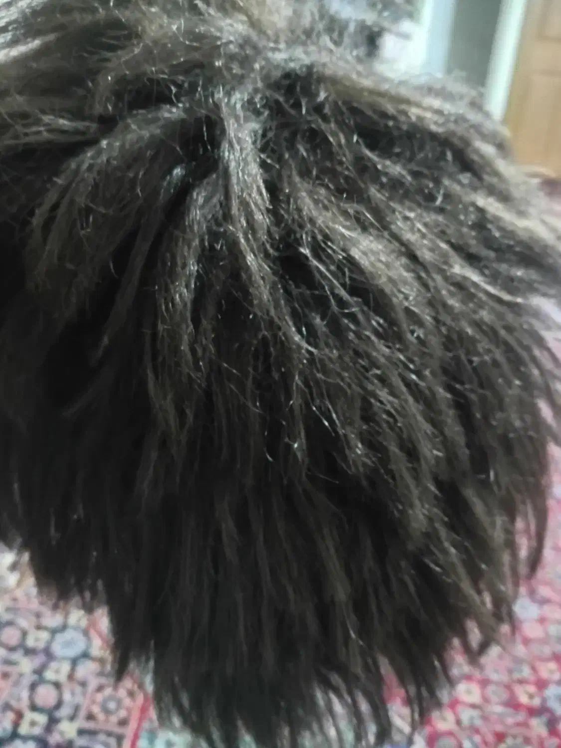 کلاه گیس|آرایشی، بهداشتی، درمانی|تبریز, |دیوار