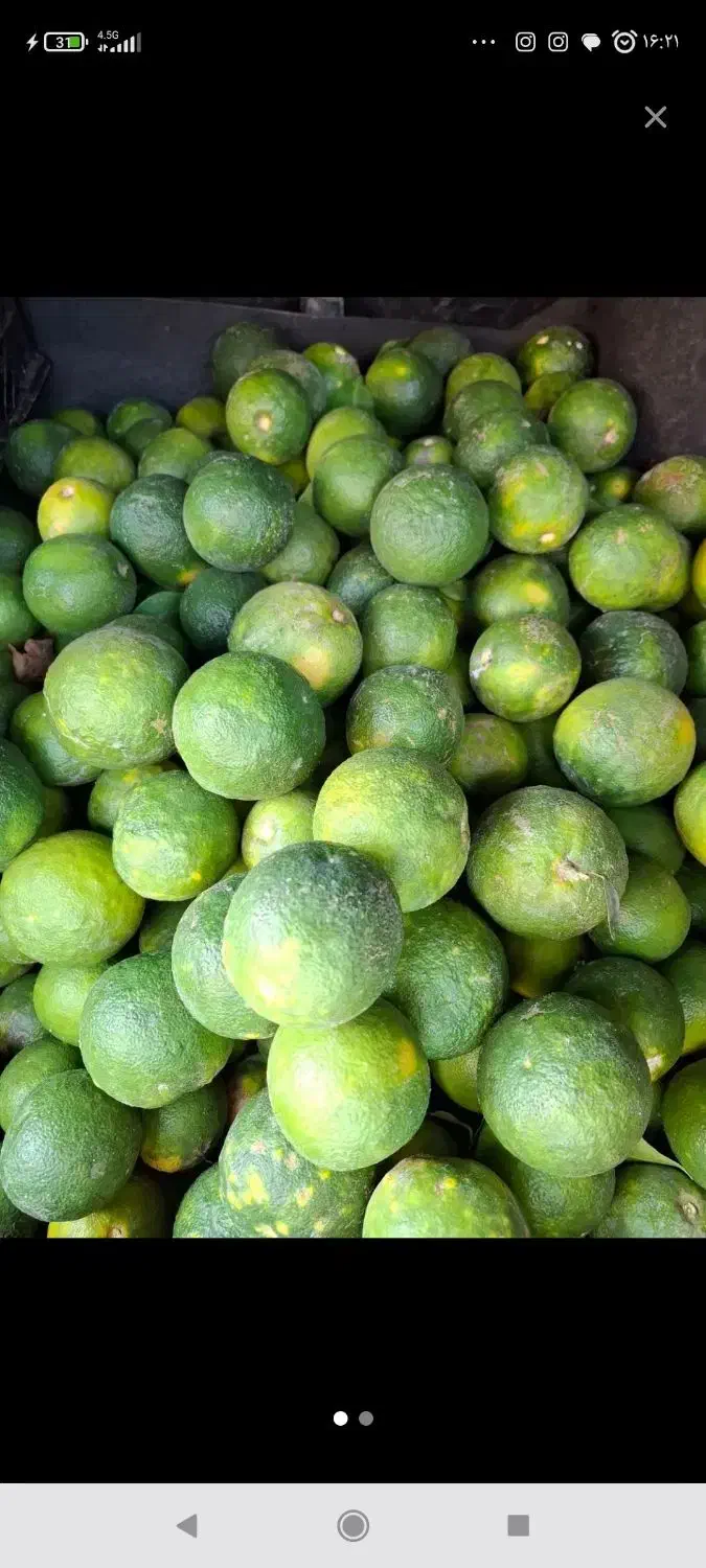 نارنج تازه آبدار|خوردنی و آشامیدنی|نوکنده, |دیوار