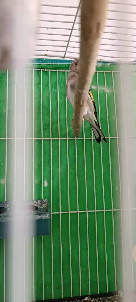 سلام یک عدد وسهره ماده|پرنده|کرمان, |دیوار