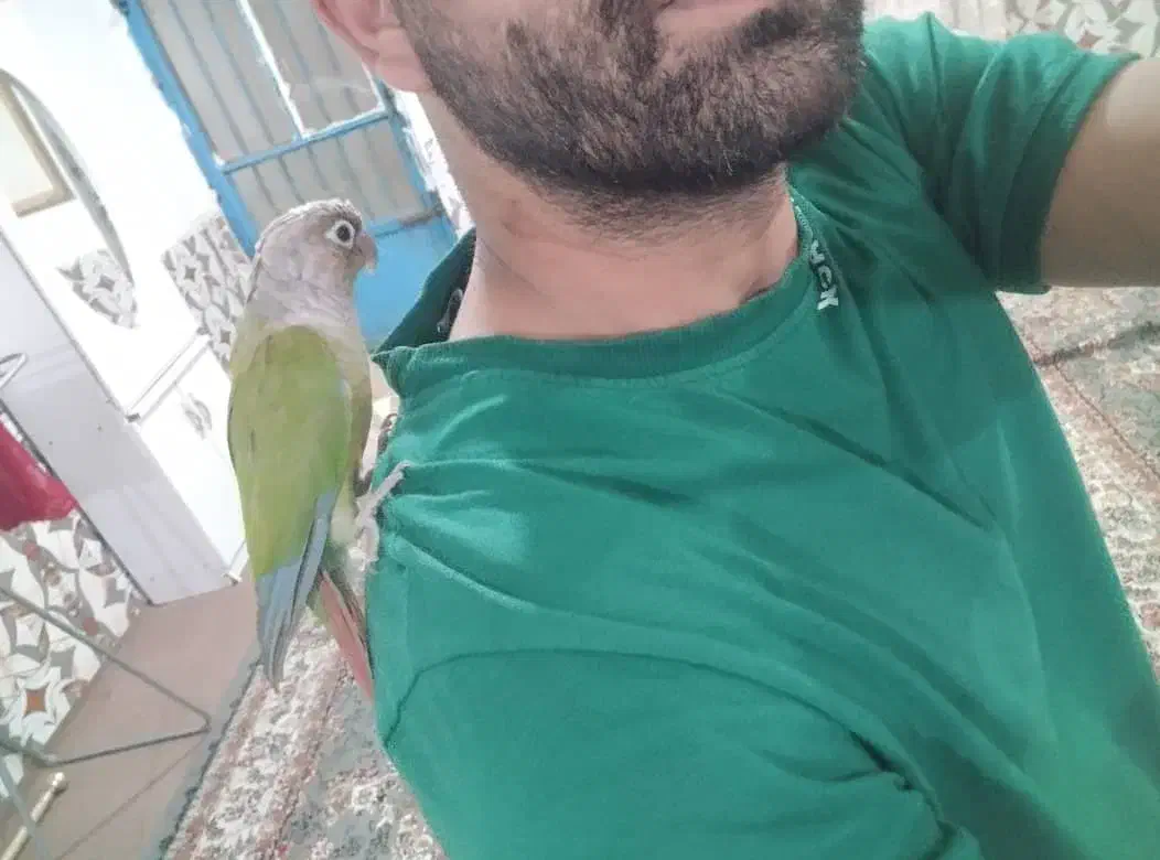 گرینچیک وکیف زنانه نو|پرنده|چهارباغ, |دیوار