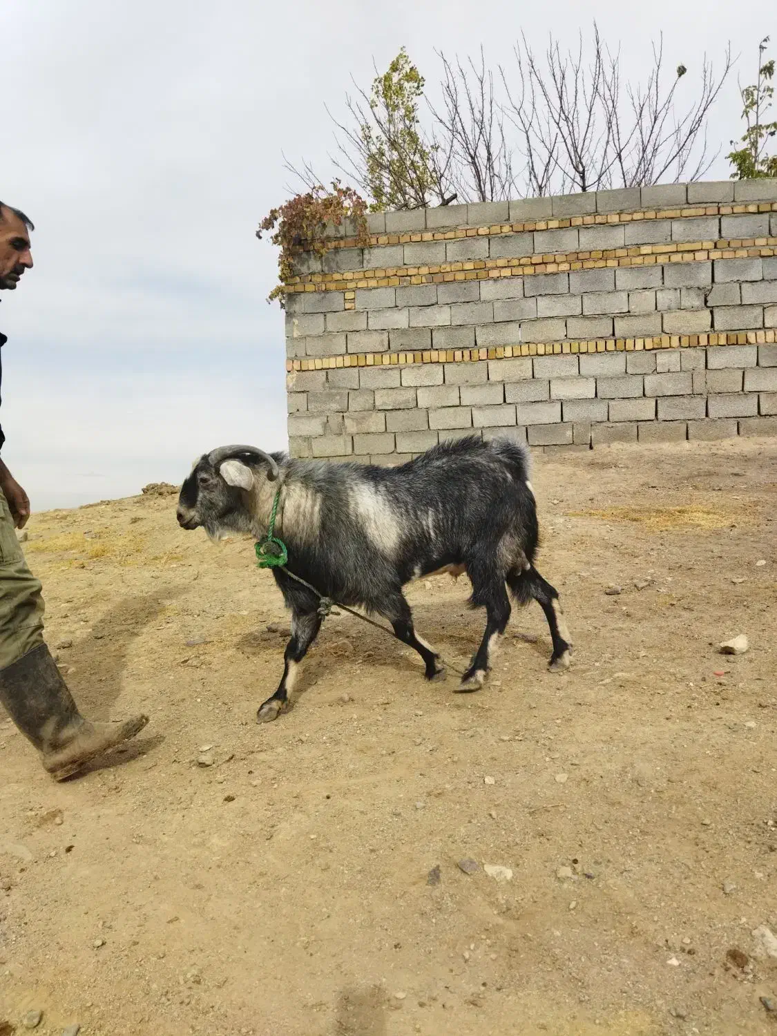 بز نر نژاد سانن|حیوانات مزرعه|سیلاخور, |دیوار