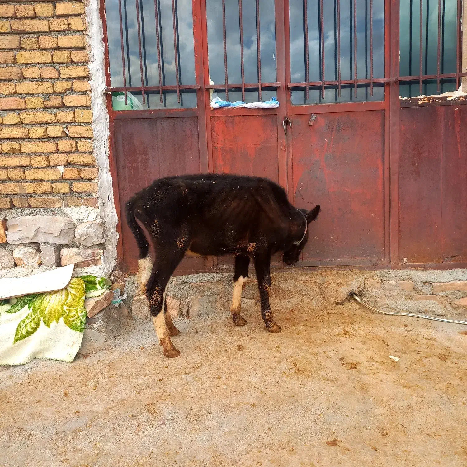 قیمت ۳۰میلیون|حیوانات مزرعه|جوانرود, |دیوار