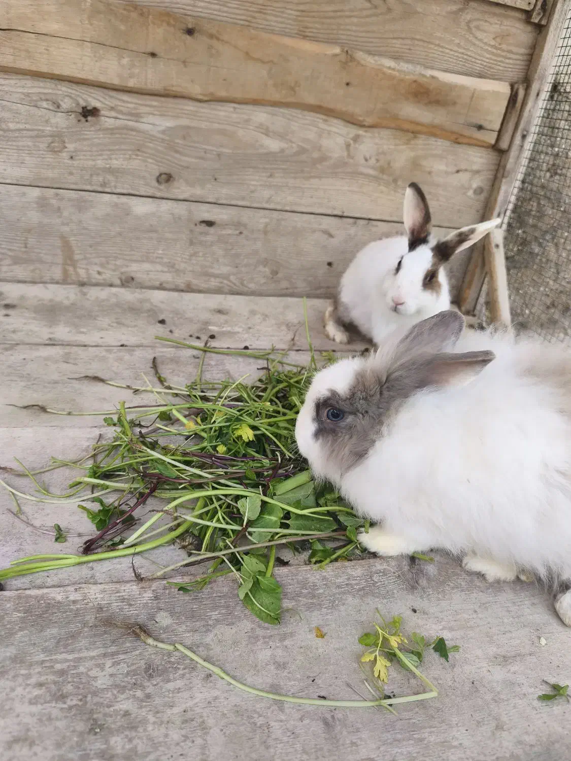 جفت خرگوش پشمالو|موش و خرگوش|قشم, |دیوار