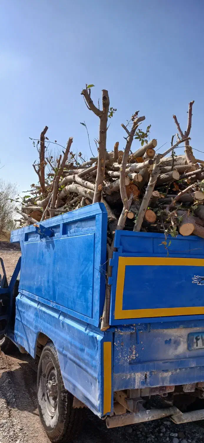 خریدار چوب|خدمات باغبانی و درختکاری|نیشابور, مازول|دیوار