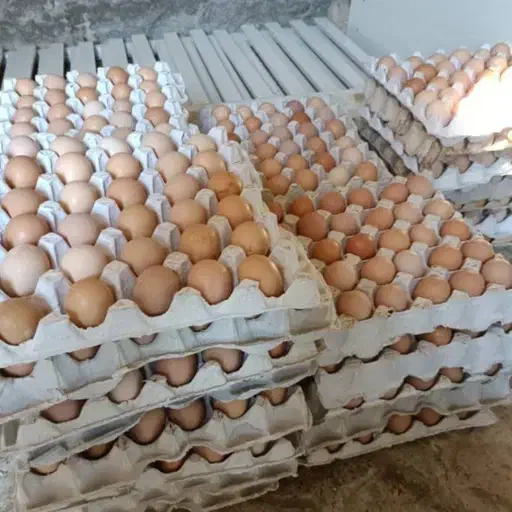 تولید وپخش تخم مرغ بومی.بلدرچین.|خوردنی و آشامیدنی|نجف‌آباد, شهدا|دیوار