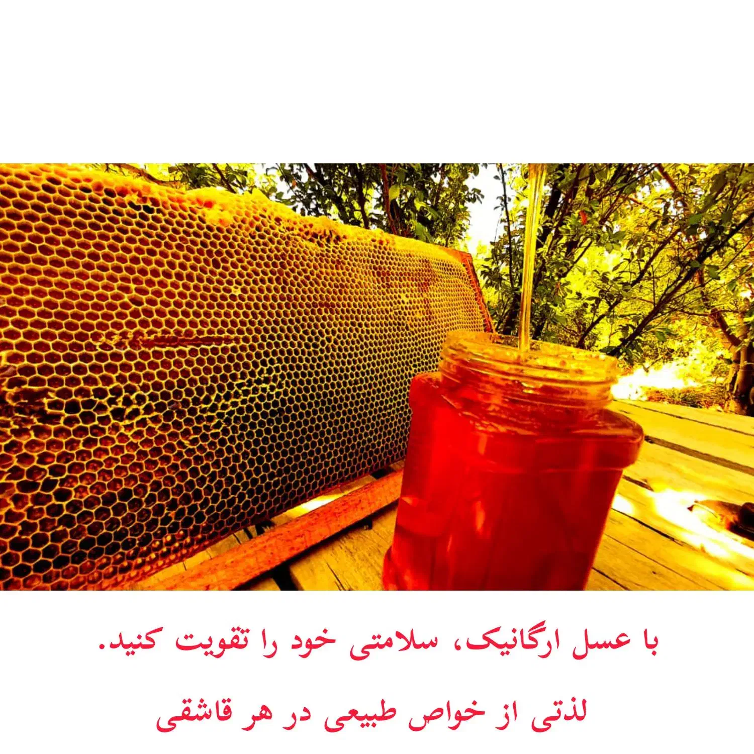 عسل چهل گیاه با نتیجه آزمایش پرولین و ساکارز|خوردنی و آشامیدنی|شیراز, ماه فیروزان|دیوار