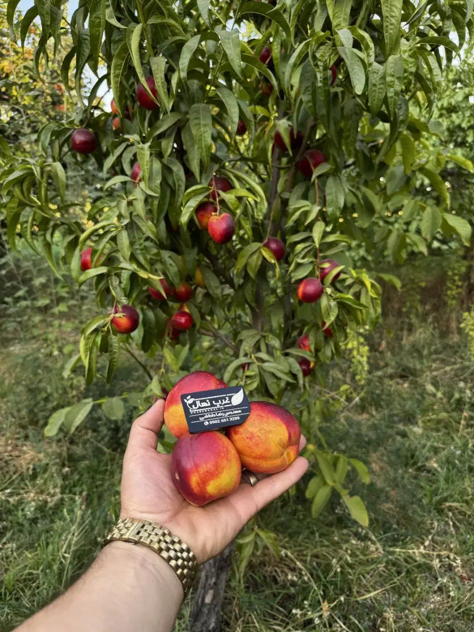 خرید بی واسطه از تولید کننده گردو و بادام|خدمات باغبانی و درختکاری|رامسر, |دیوار