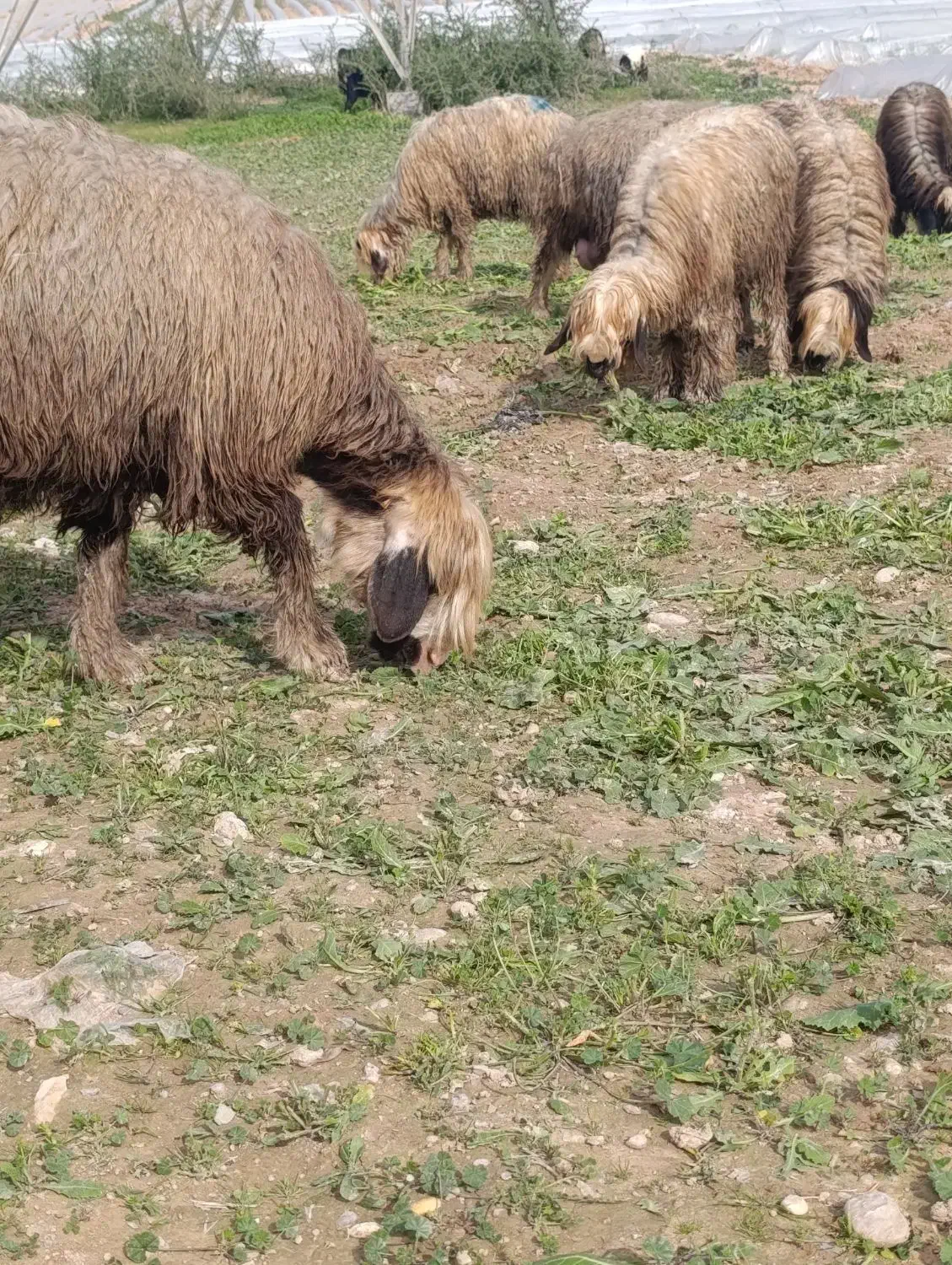 میش روزگاری|حیوانات مزرعه|گتوند, |دیوار