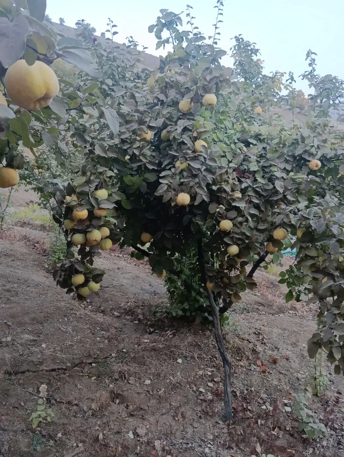 به درجه یک|خوردنی و آشامیدنی|موچش, |دیوار