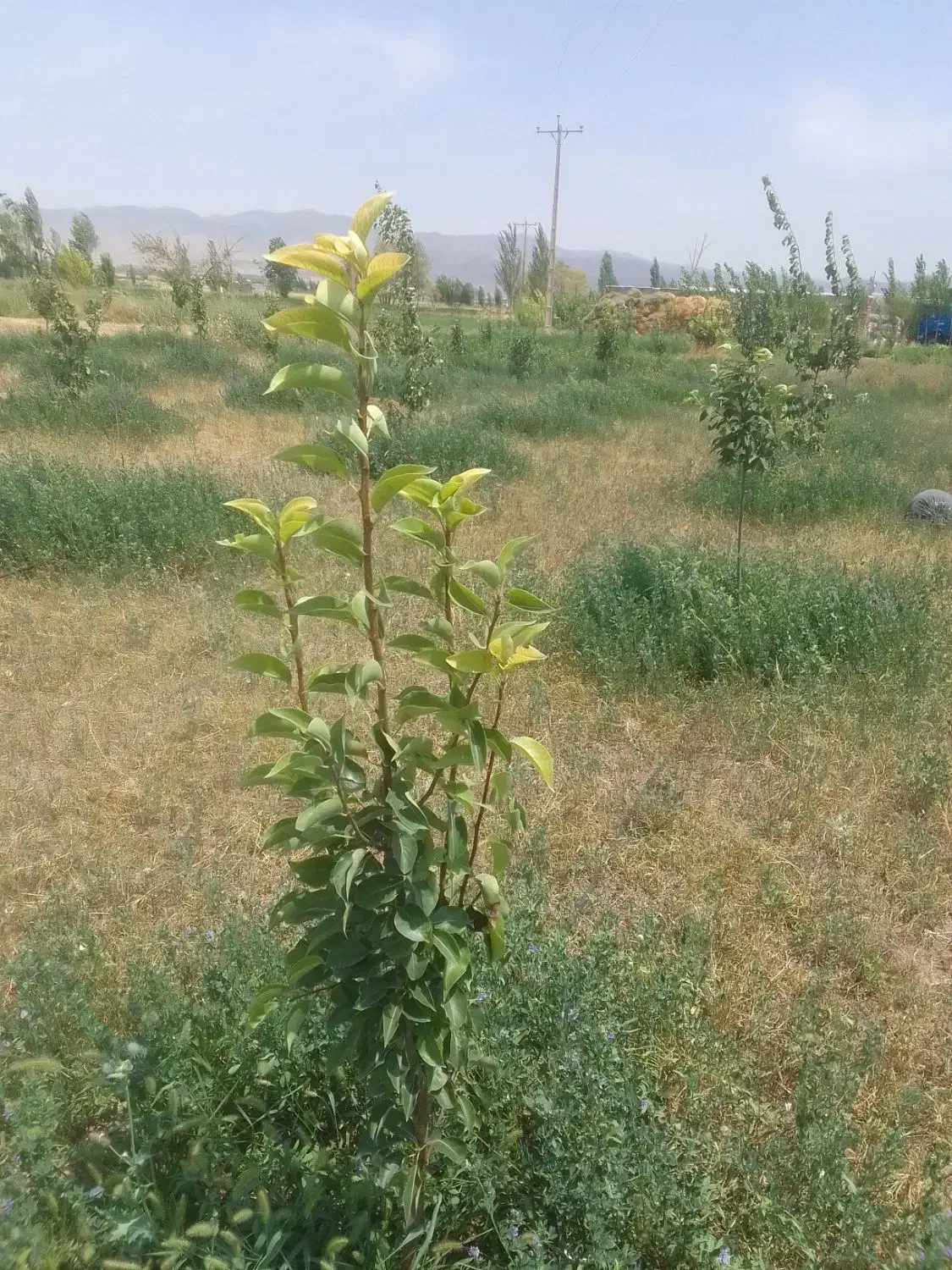 باغ فروشی یوسف آباد.|فروش دفتر صنعتی، کشاورزی، تجاری|باغ حلی, |دیوار