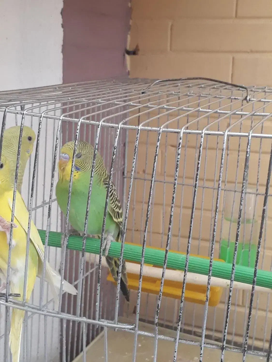 مرغ عشق|پرنده|محمدیه-قزوین, |دیوار