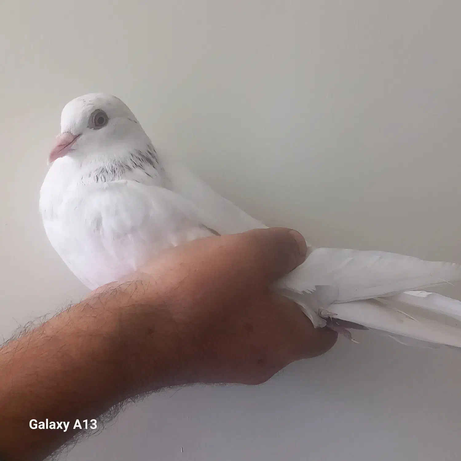 کبوتر پتی والا پرش سنگین|پرنده|شیراز, آبیاری|دیوار