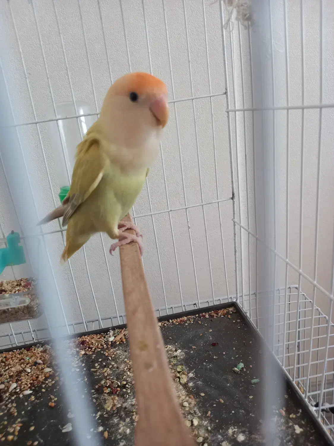 کوتوله برزیلی|پرنده|نیشابور, بزرگمهر|دیوار