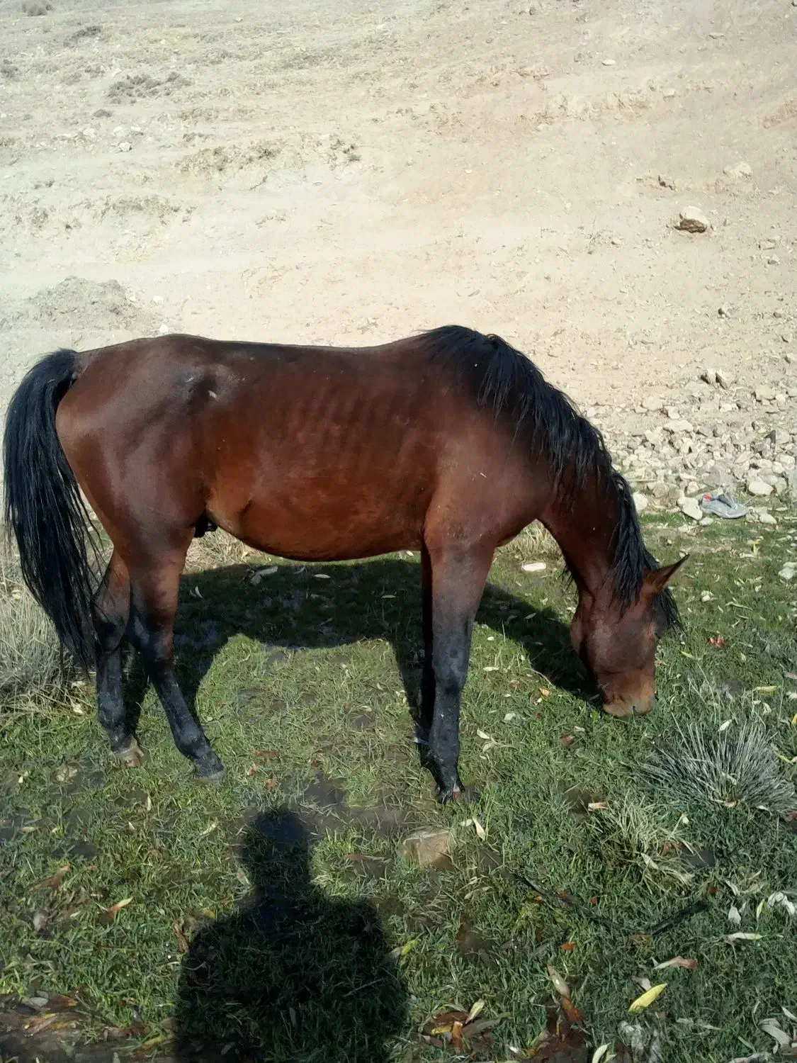 یه اسب کردویه مادیان کرد|اسب و تجهیزات اسب‌سواری|ارومیه, |دیوار