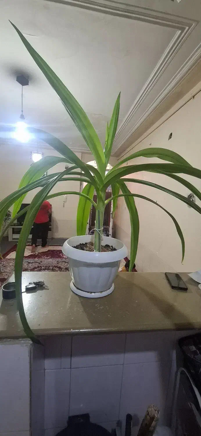 گل ذرتی|گل و گیاه طبیعی|شیراز, نصرآباد|دیوار