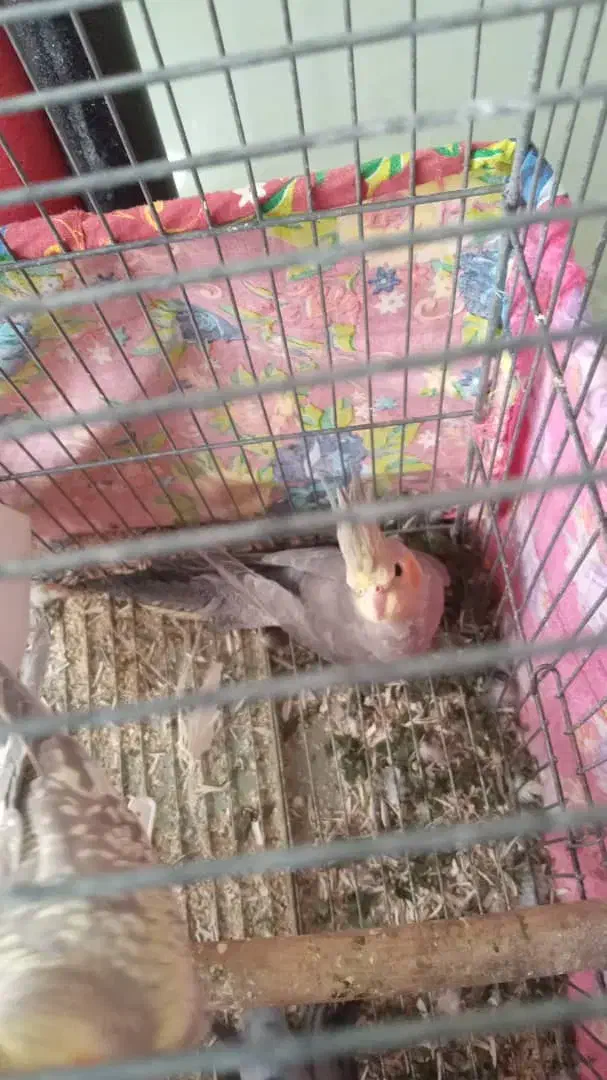 عروس هلندی ۵ماهه|پرنده|سردرود, |دیوار