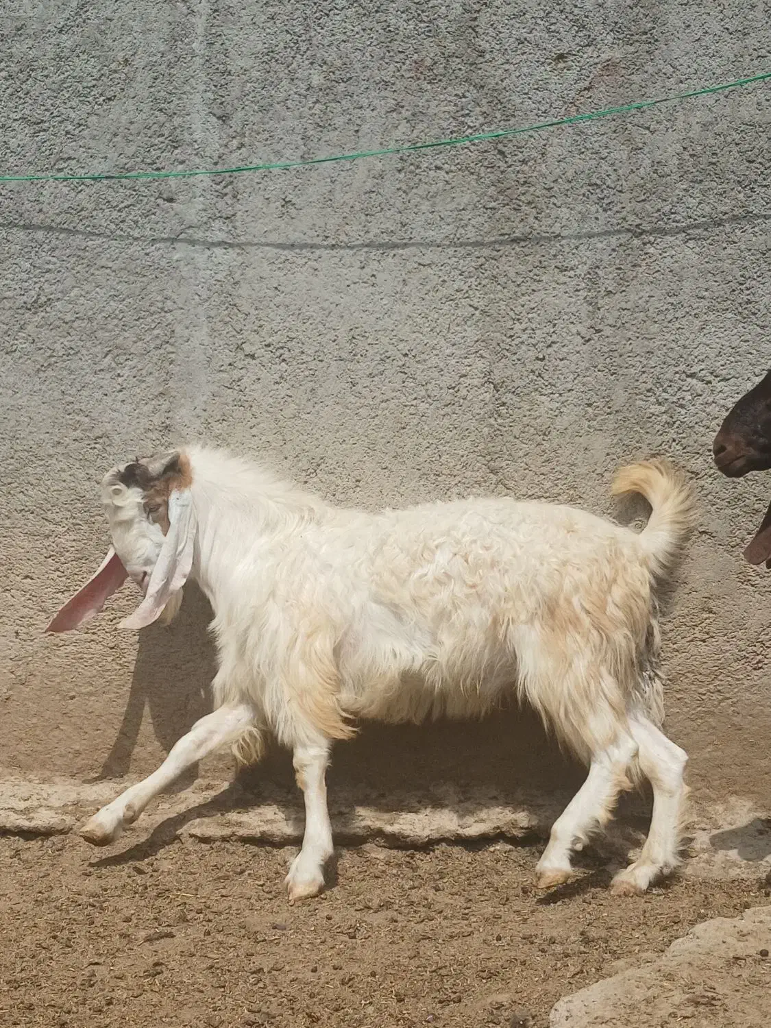نربز پاکستانی ۴دندان|حیوانات مزرعه|آشخانه, |دیوار