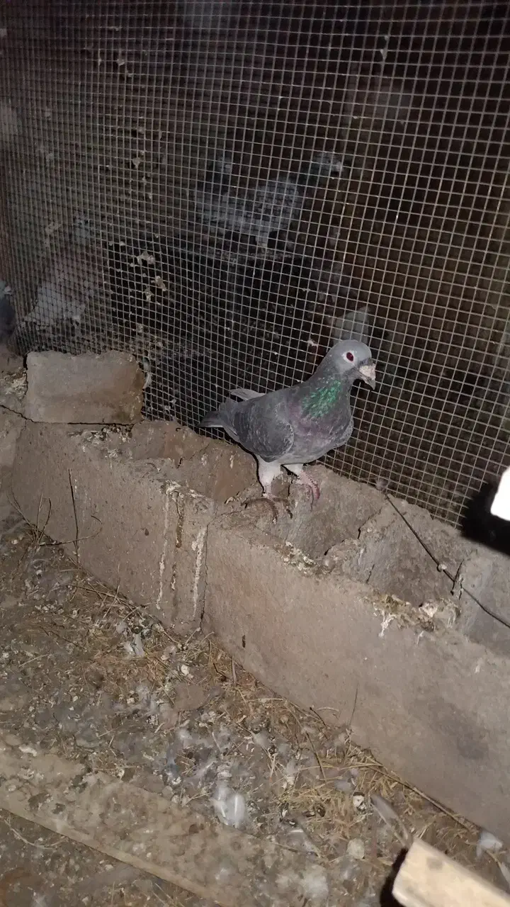 پلاکی نر معاوضه با زاغ ملقی|پرنده|فهرج, |دیوار