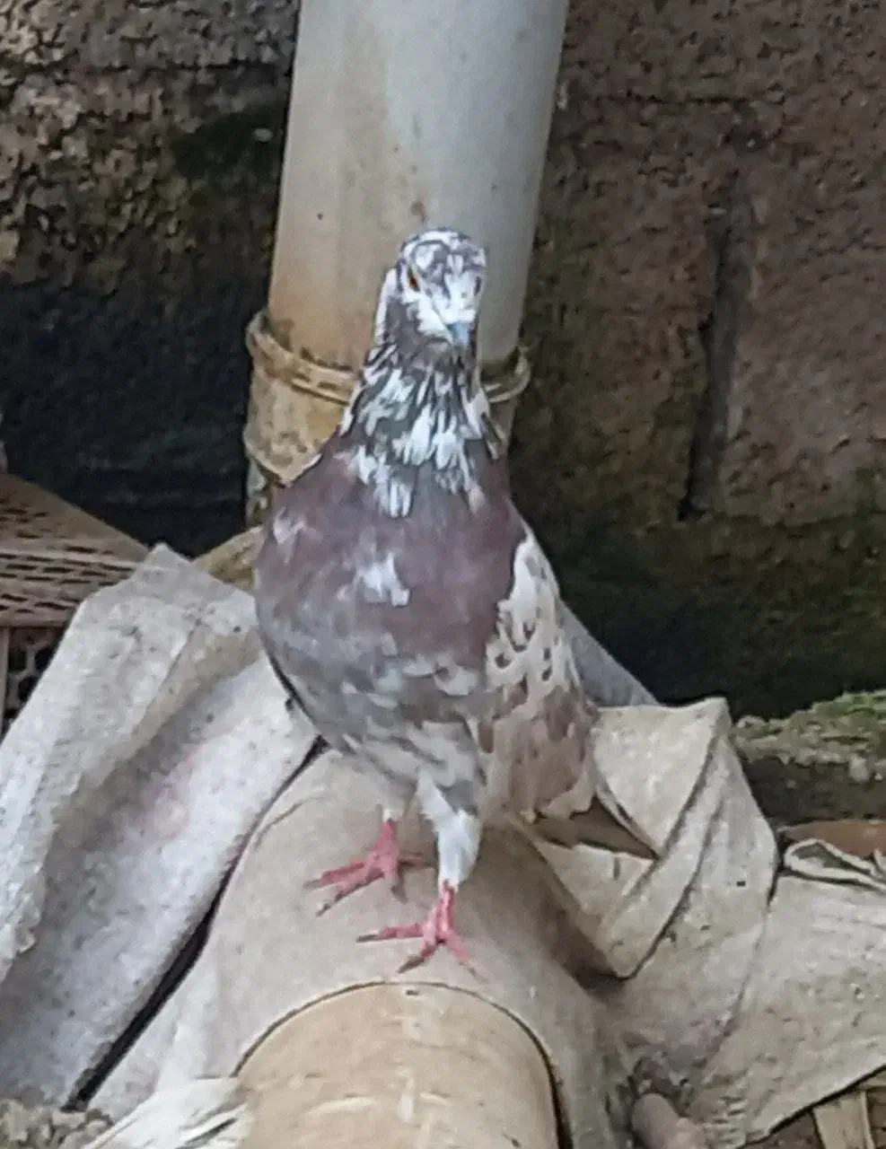 معاوظه با ۱خروس|پرنده|رشت, فرودگاه سردار جنگل رشت|دیوار