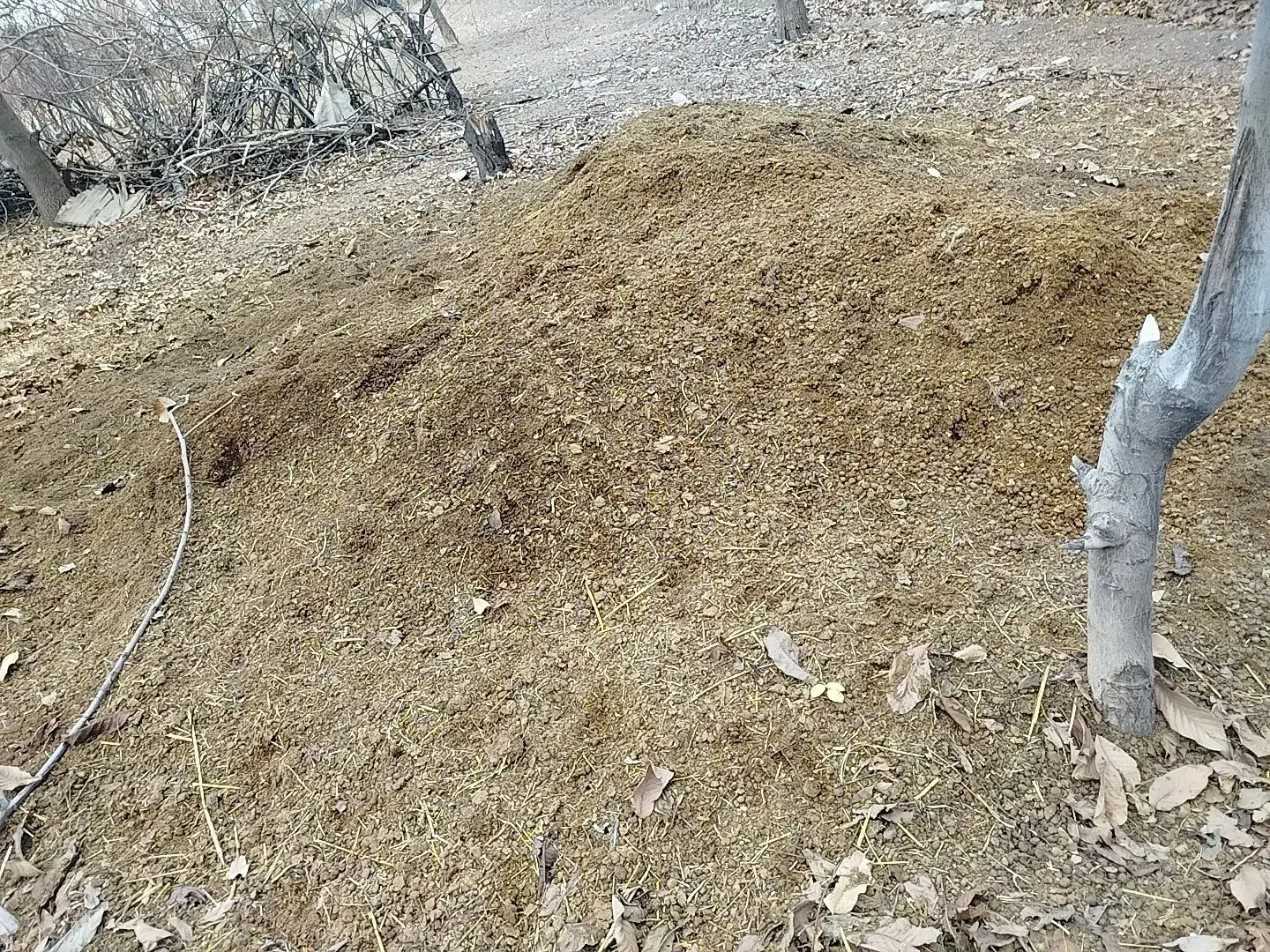 کود حیوانی|گل و گیاه طبیعی|الشتر, |دیوار