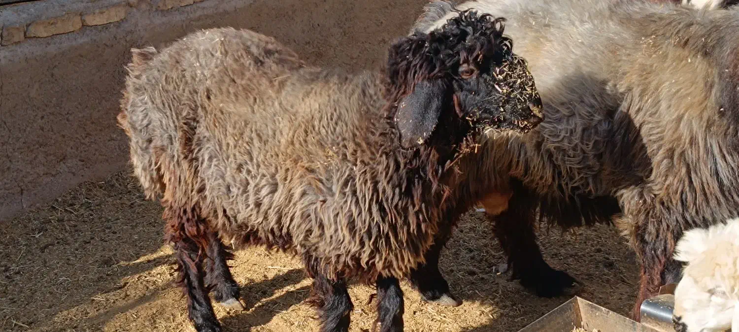 بره و قوچ و بره قوچی|حیوانات مزرعه|شهرضا, |دیوار