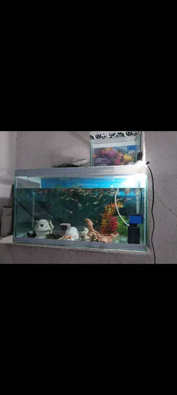 آکواریوم|ماهی|قزوین, |دیوار