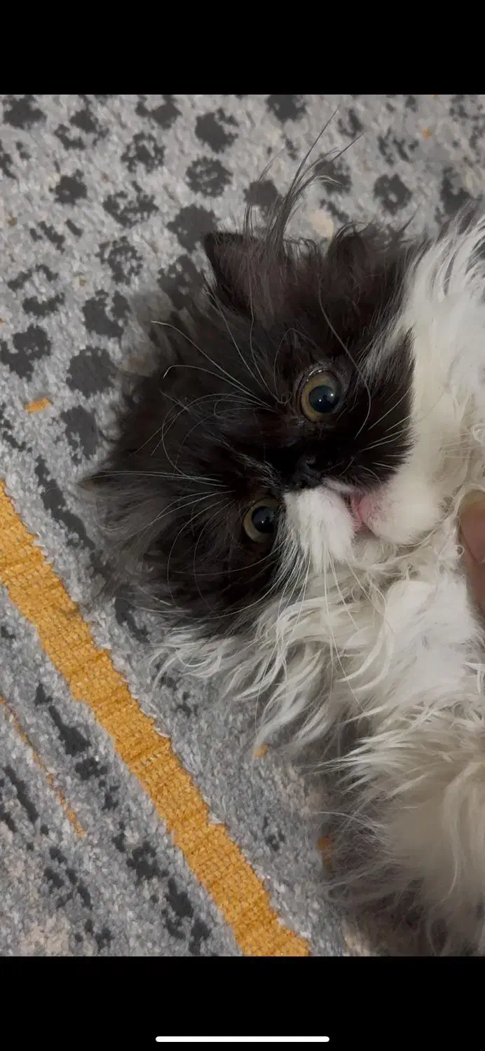 پرشین سوپر فلت ماده|گربه|گرگان, |دیوار