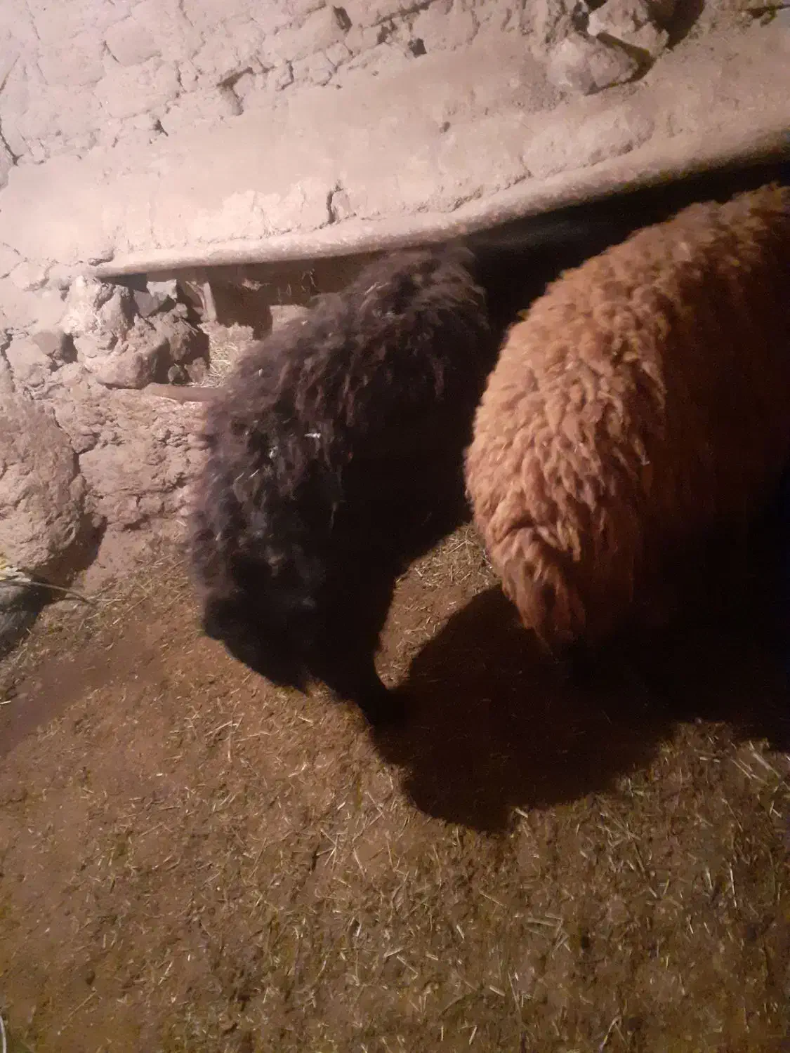 بره قوچ وقوچ|حیوانات مزرعه|صائین قلعه, |دیوار