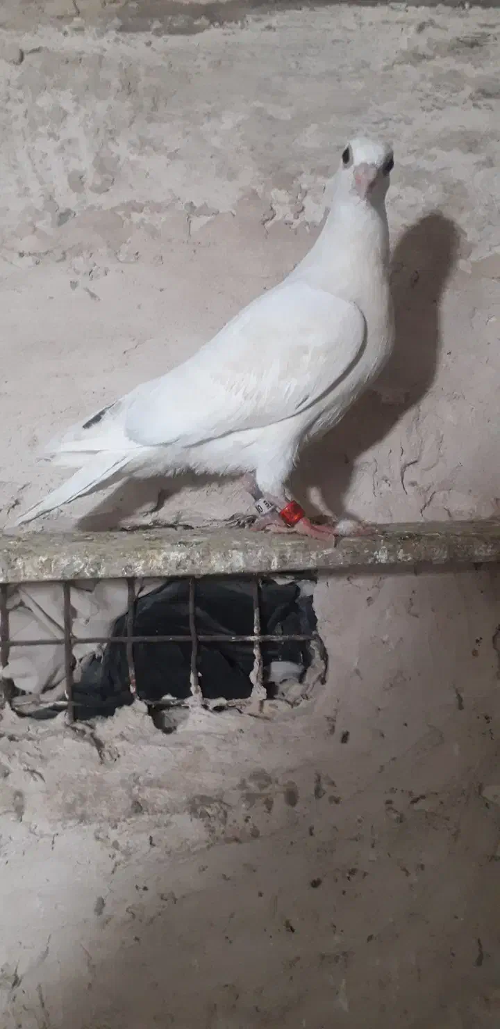 کفتر|پرنده|تربت جام, میرقوام الدین|دیوار