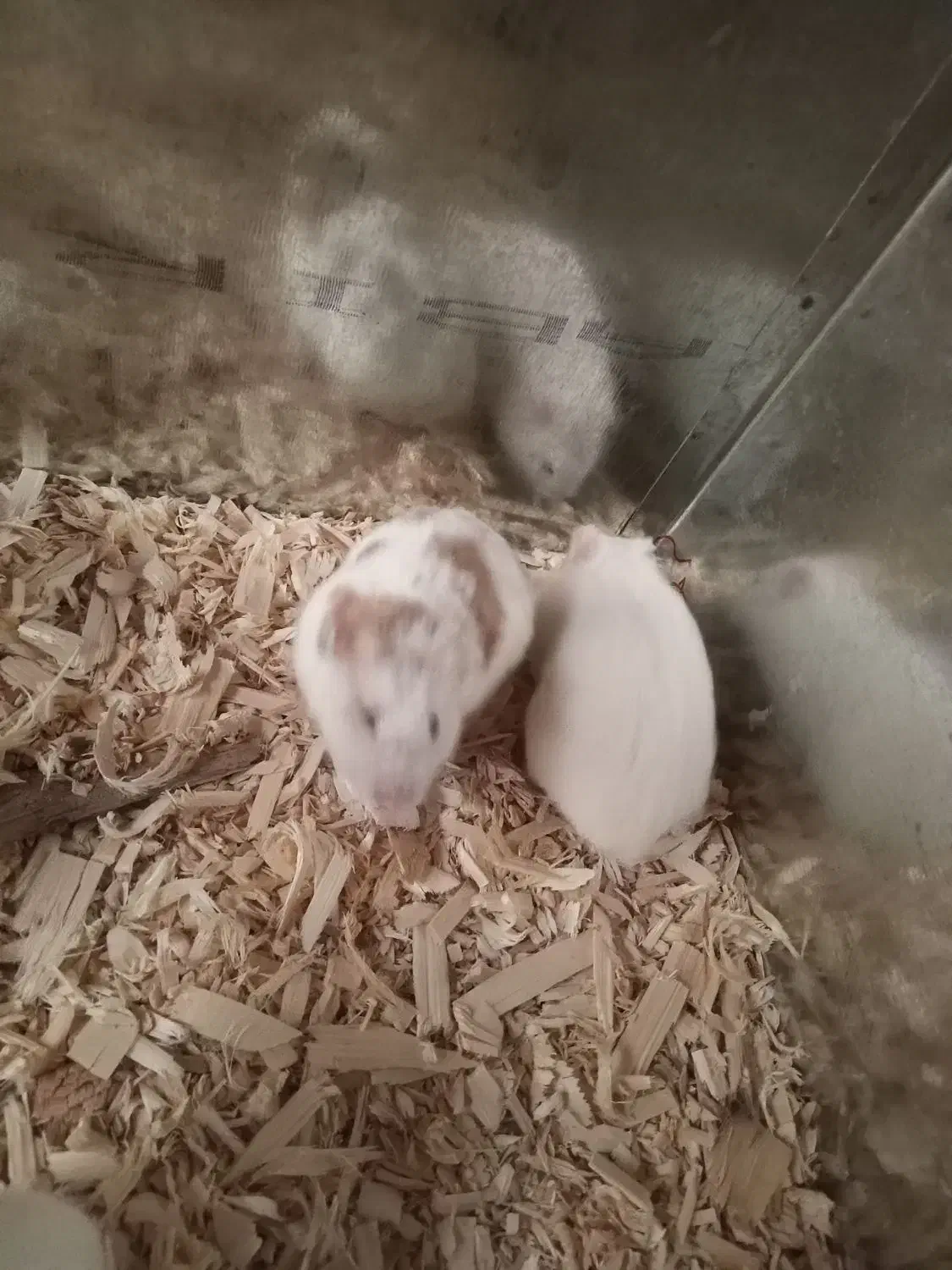 همستر|موش و خرگوش|سنندج, |دیوار