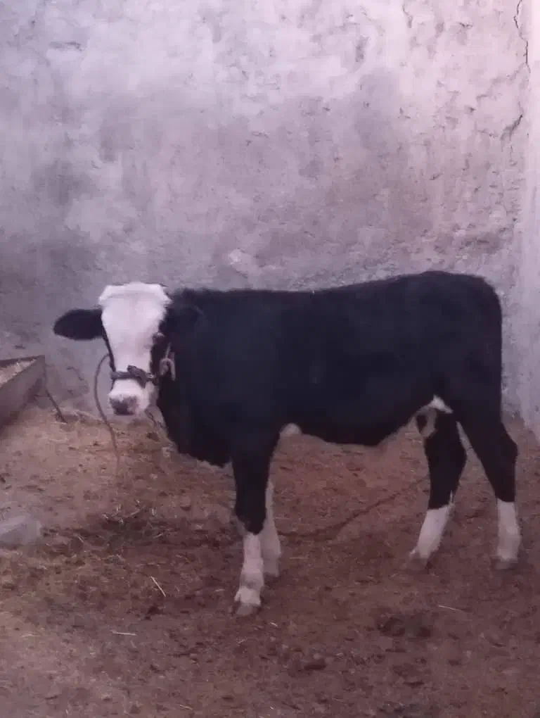 گوساله نر|حیوانات مزرعه|ملکشاهی, |دیوار