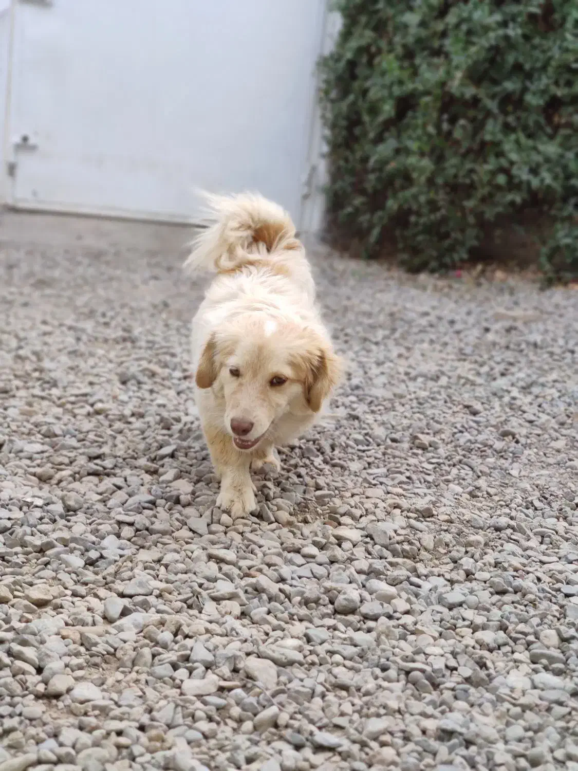 سگ پاکوتاه|سگ|سبزوار, امیریه|دیوار