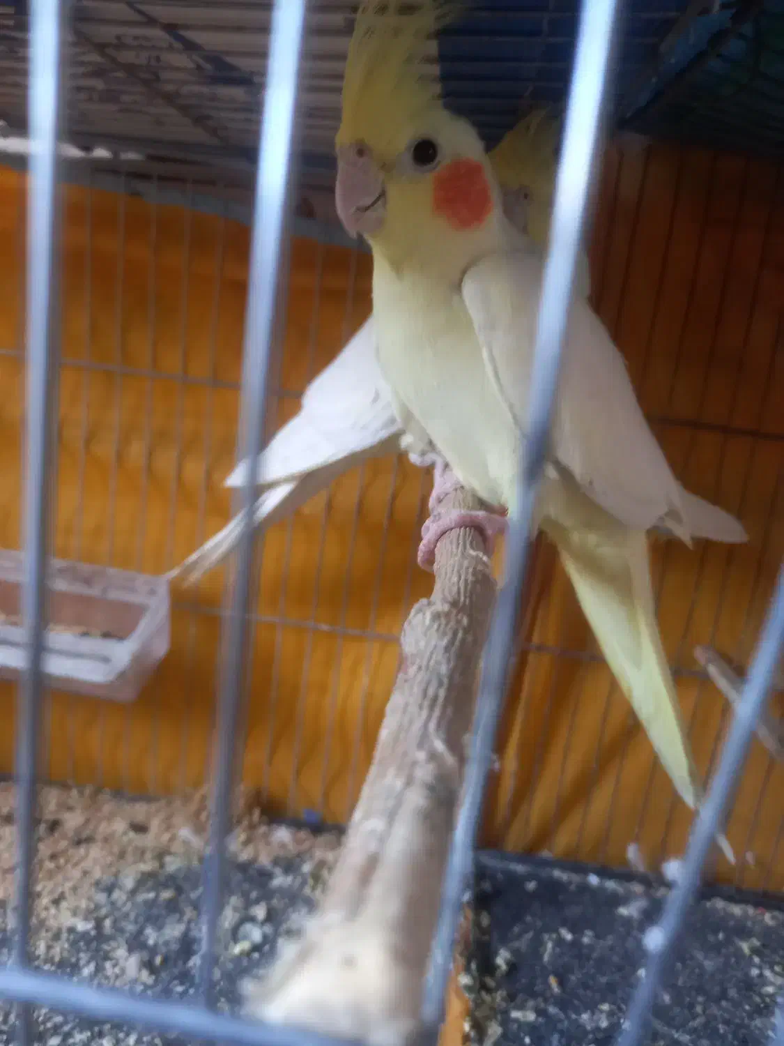 طوطی عروس مولد|پرنده|تاکستان, |دیوار