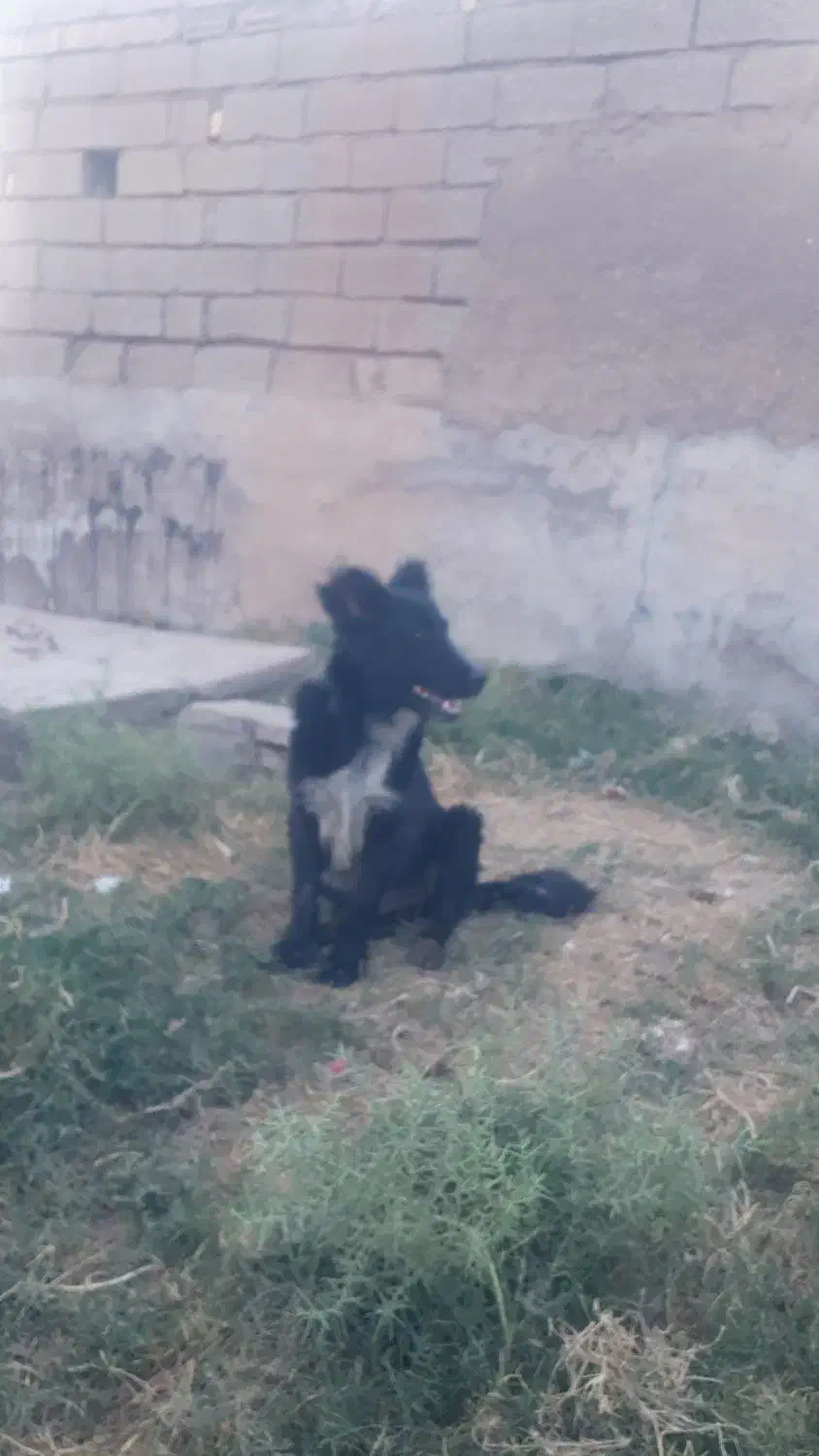 سگ نر|سگ|شوشتر, |دیوار