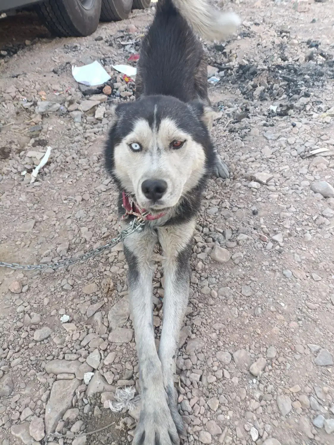 هاسکی جفت با توله|سگ|تهران, والفجر (افسریه)|دیوار